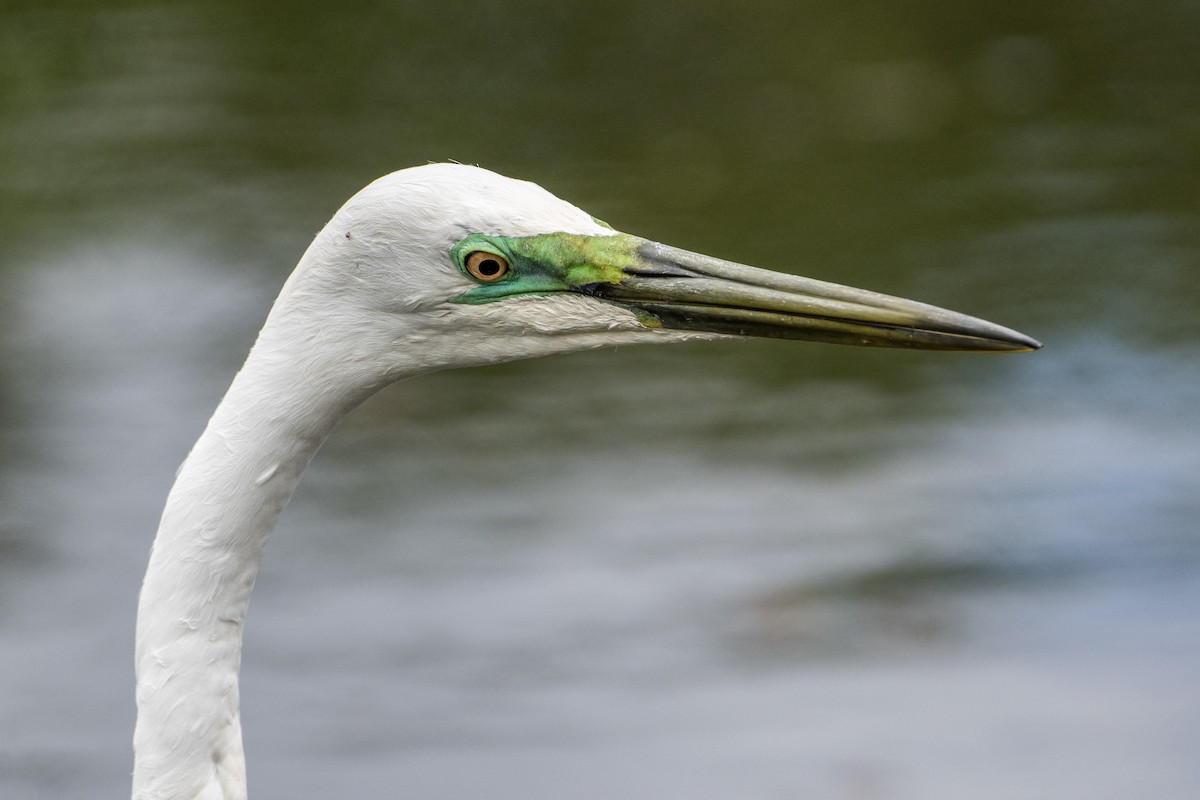 Great Egret - Lucas Brook