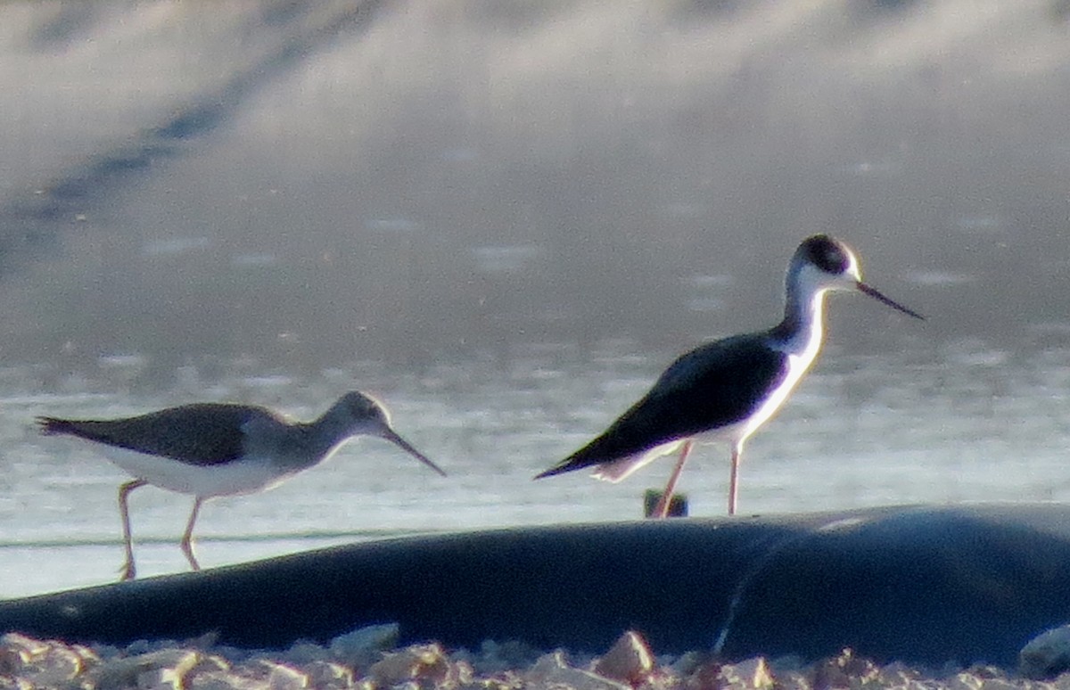 Greater Yellowlegs - ML121227981