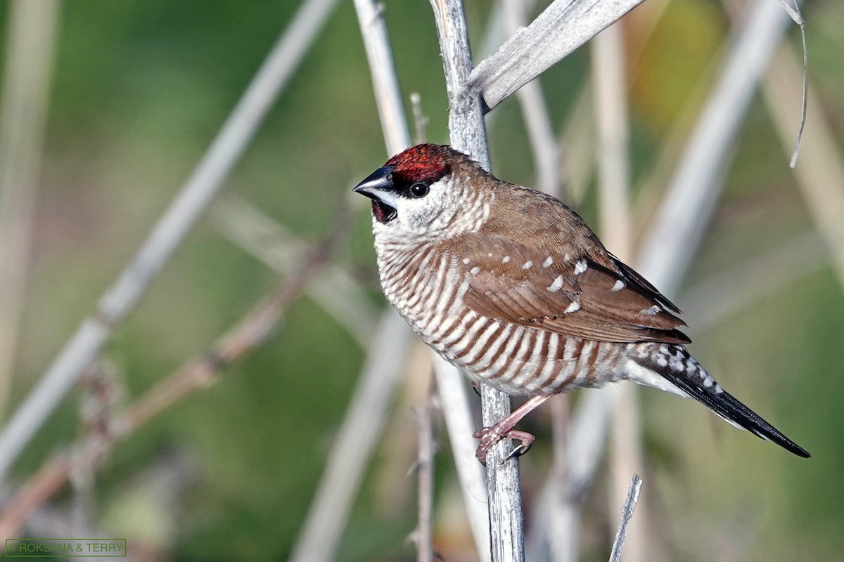 Plum-headed Finch - Roksana and Terry