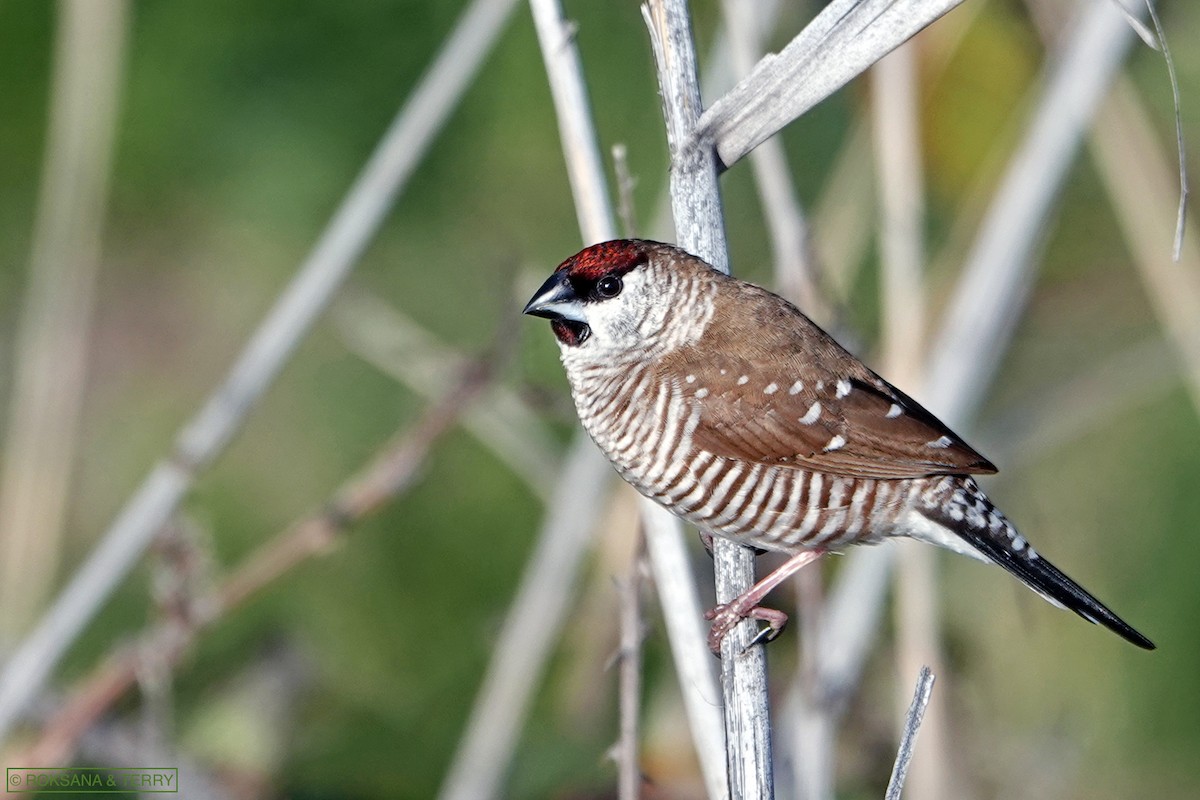 Plum-headed Finch - Roksana and Terry