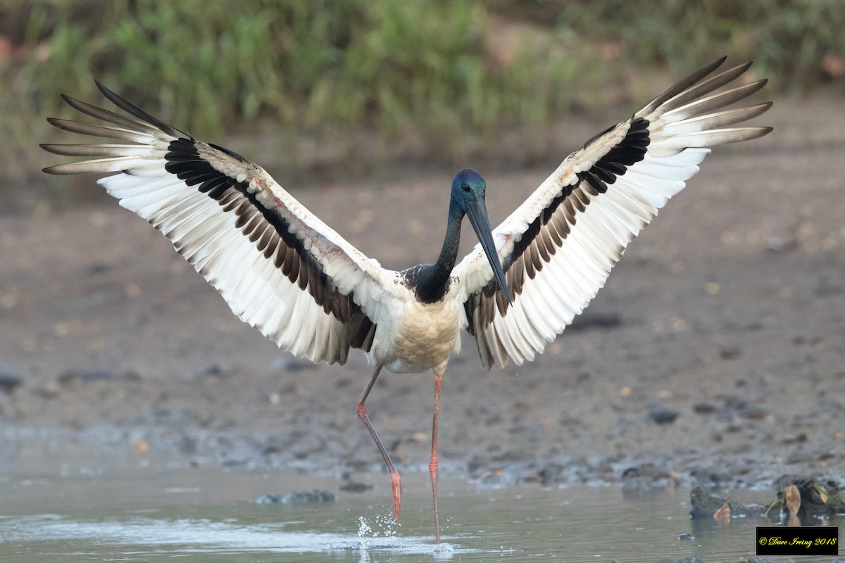Black-necked Stork - David Irving