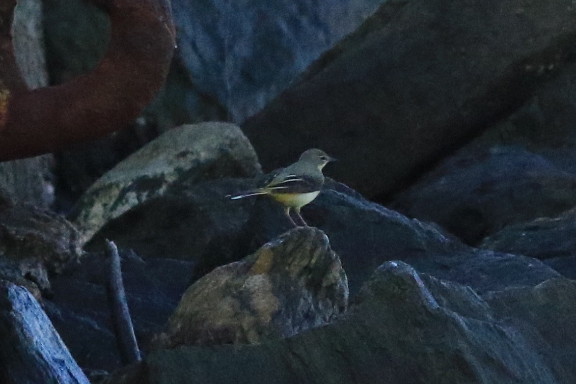 Gray Wagtail - ML121230331