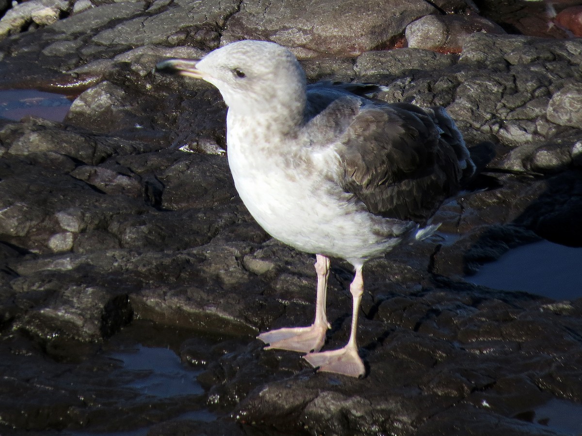 Yellow-footed/Western Gull - ML121230801