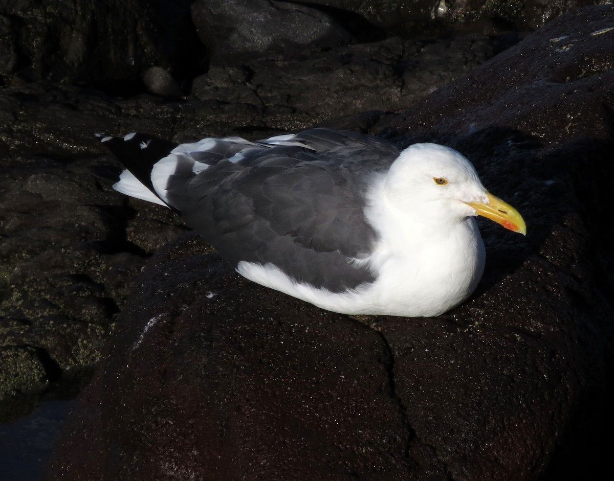 Yellow-footed/Western Gull - ML121231441