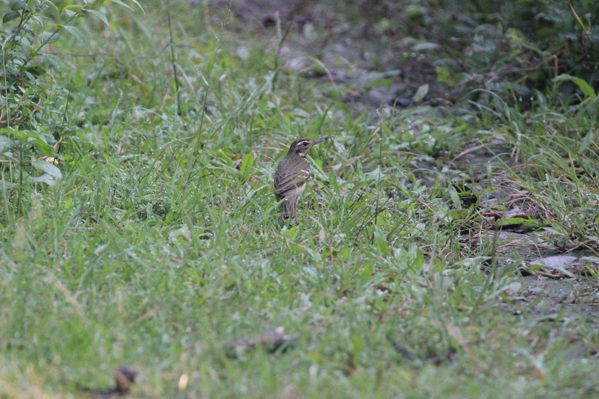 Pipit à dos olive - ML121231941