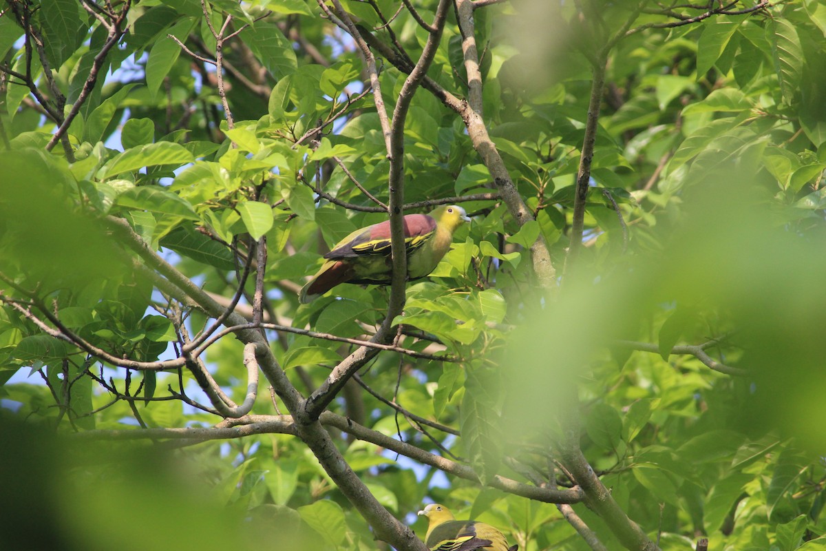 Ashy-headed Green-Pigeon - ML121232021