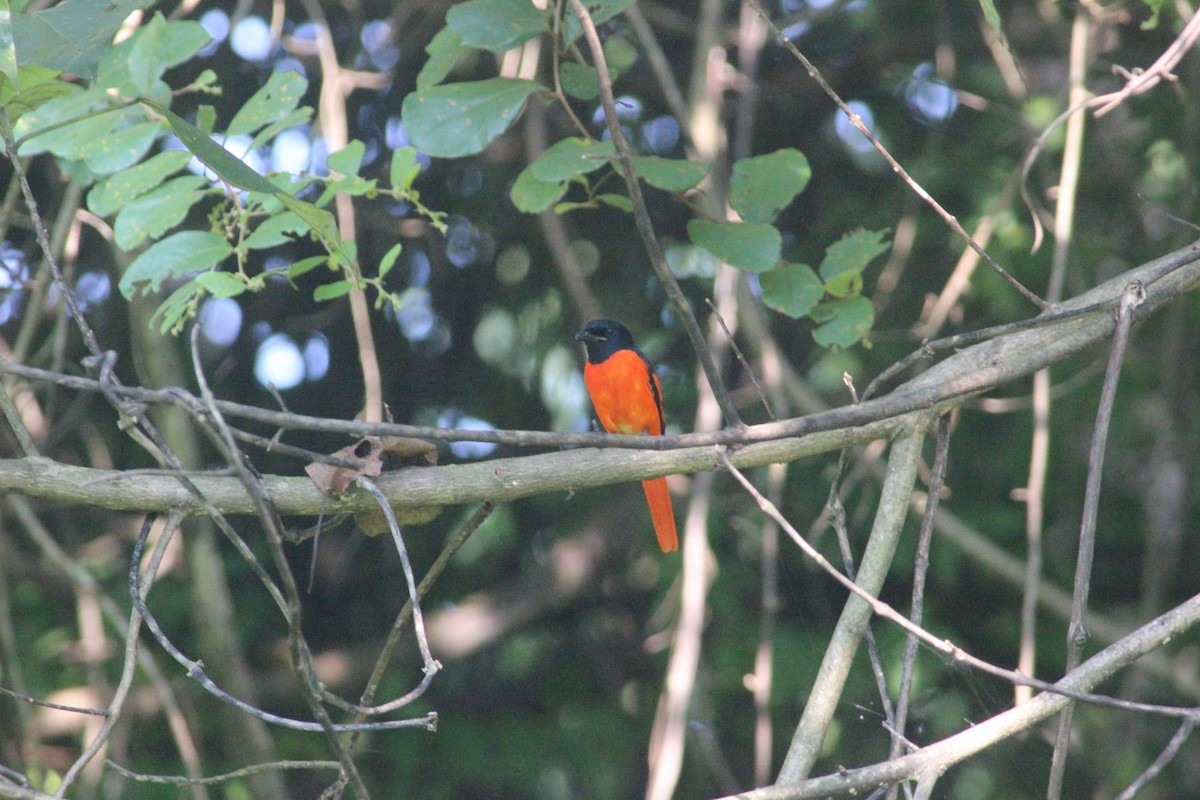 赤紅山椒鳥 - ML121232061