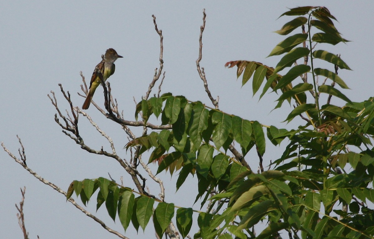 Great Crested Flycatcher - ML121232201