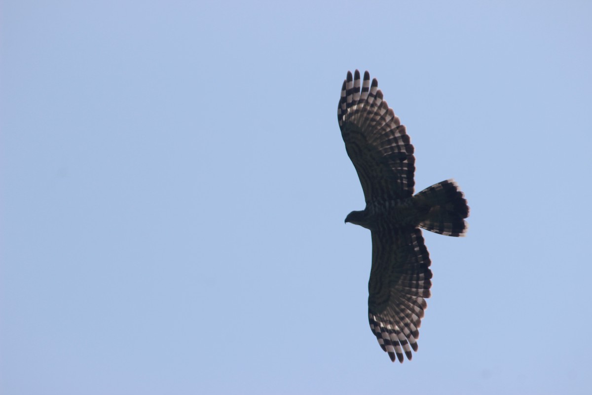 Oriental Honey-buzzard - ML121232351