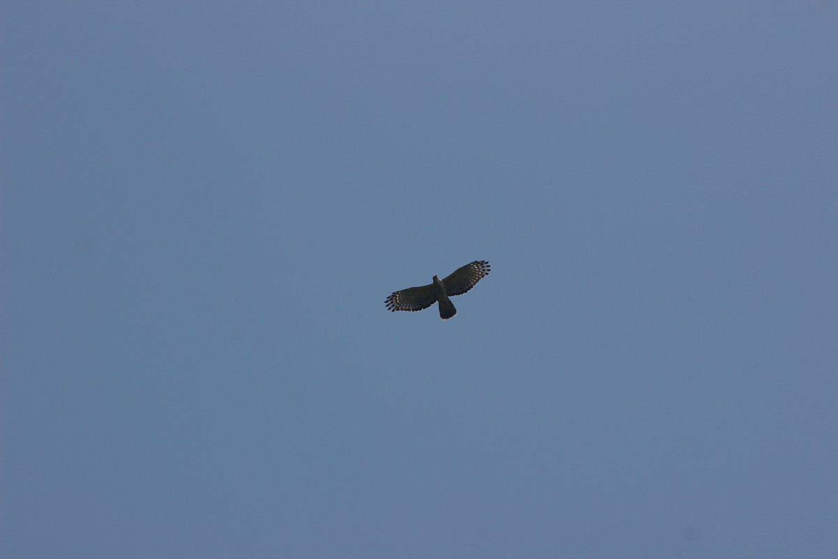 Oriental Honey-buzzard - Jaydev Mandal