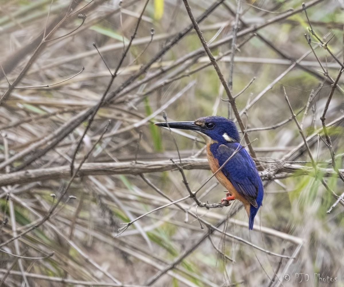 Azure Kingfisher - Jill Duncan &  Ken Bissett