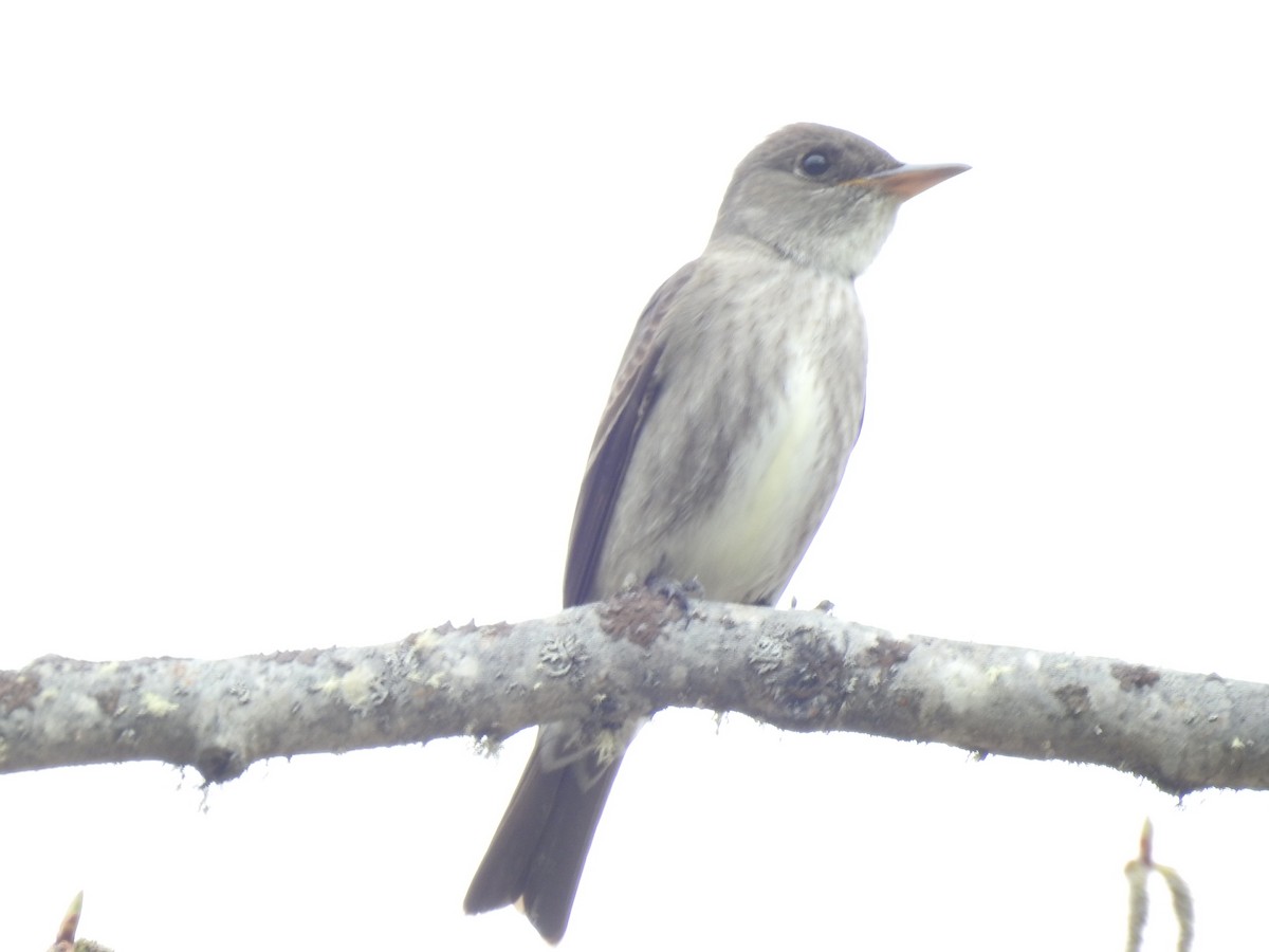 Olive-sided Flycatcher - ML121233271