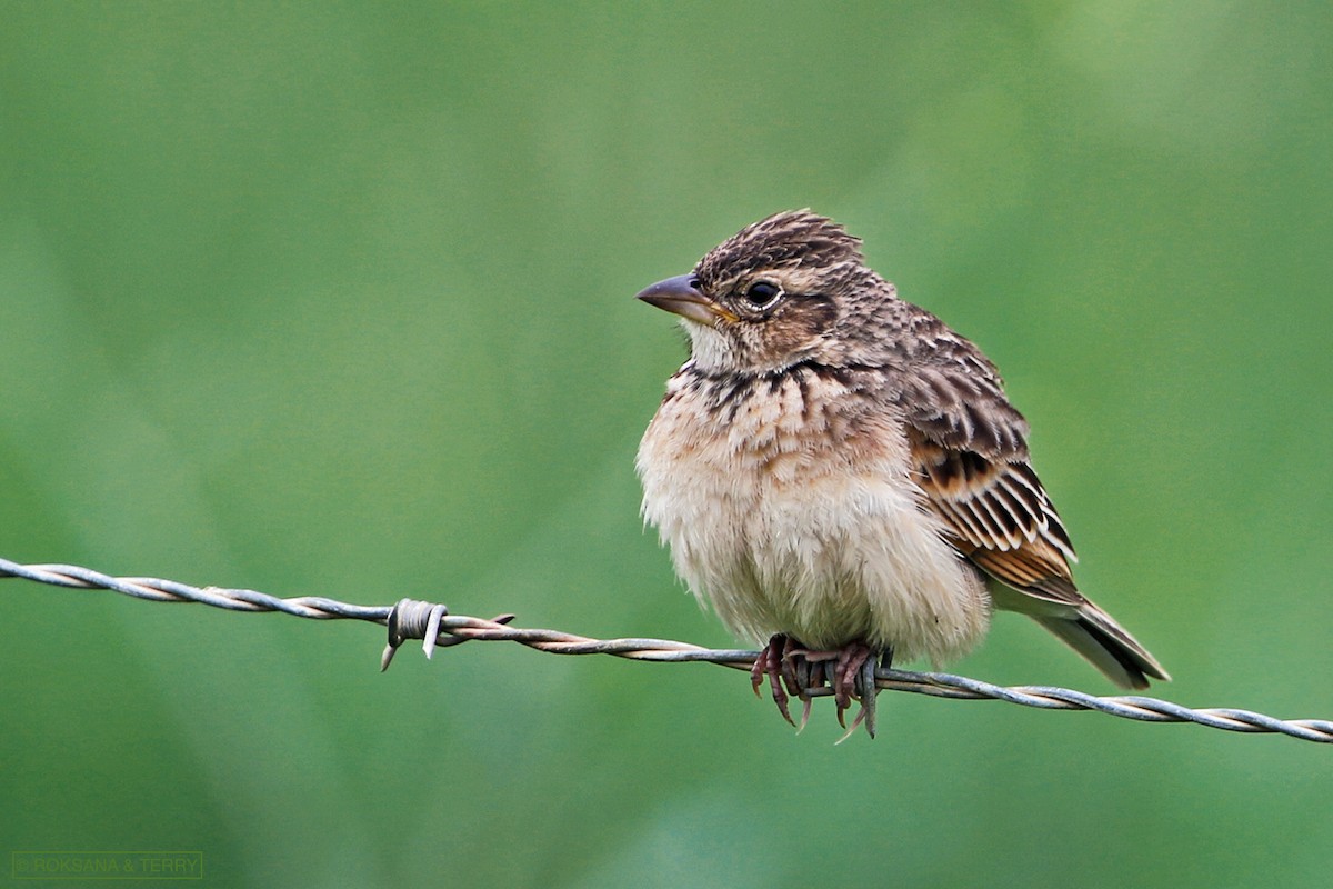 Singing Bushlark (Australasian) - ML121233771