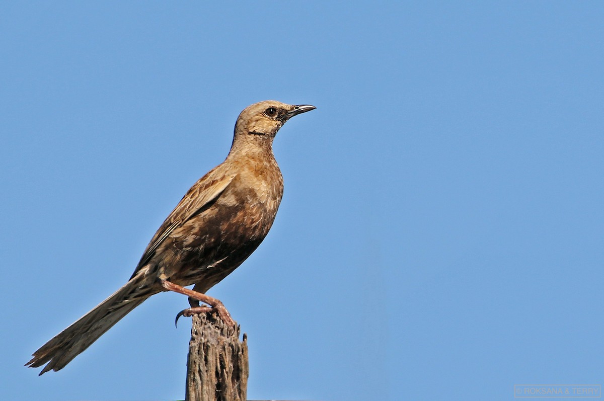 Brown Songlark - Roksana and Terry