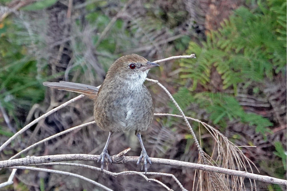 Eastern Bristlebird - Roksana and Terry