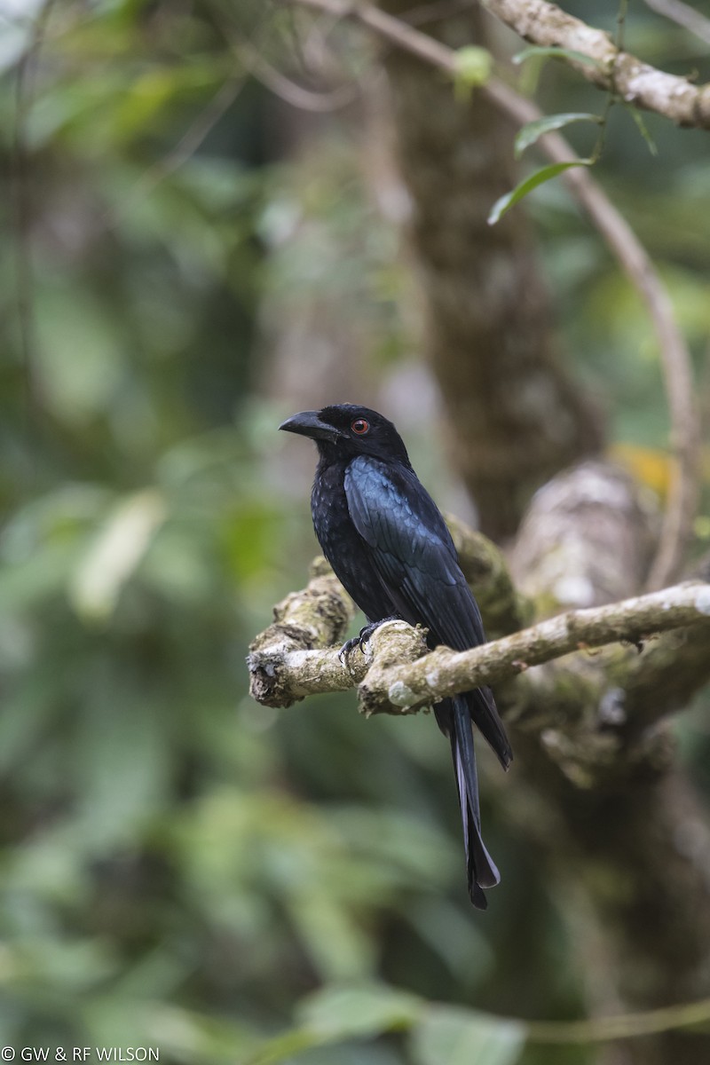 Yıldızlı Drongo - ML121235271