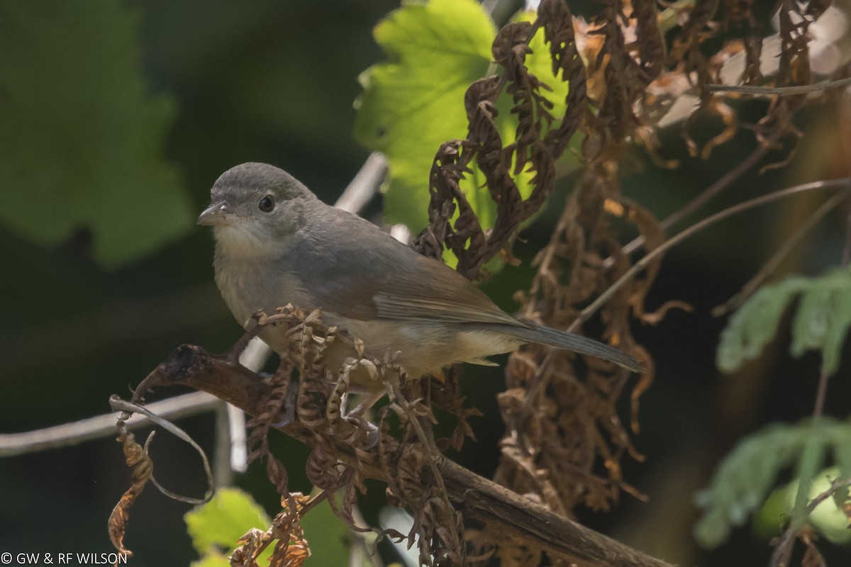 Rufous Shrikethrush - ML121235601