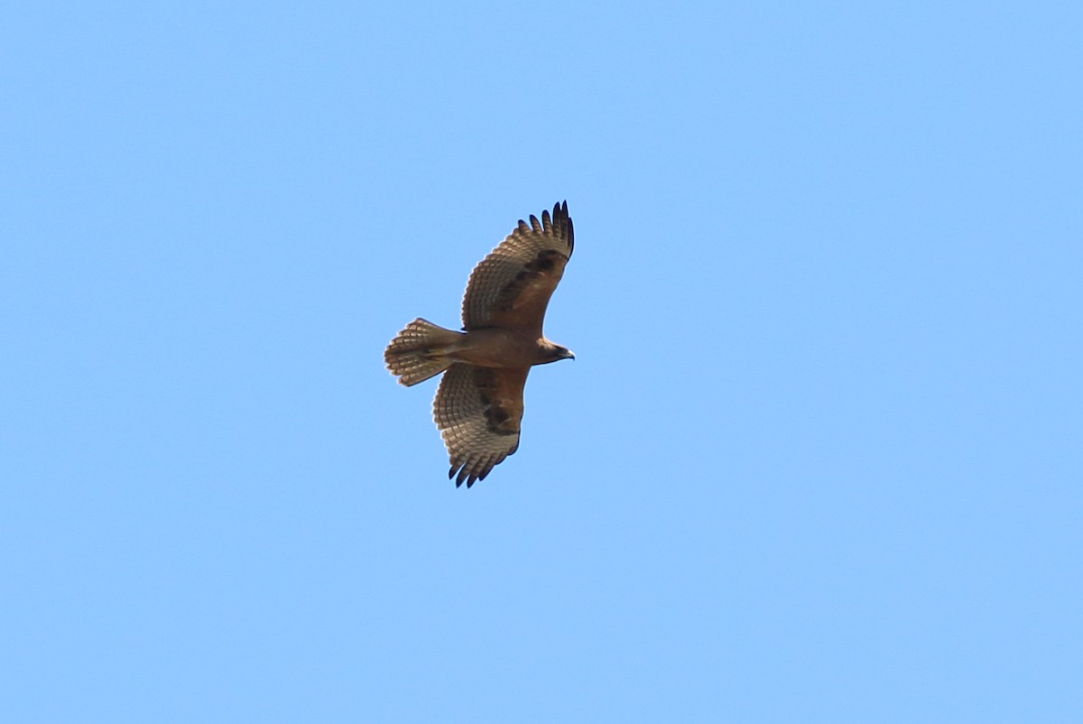 Bonelli's Eagle - Sérgio Correia