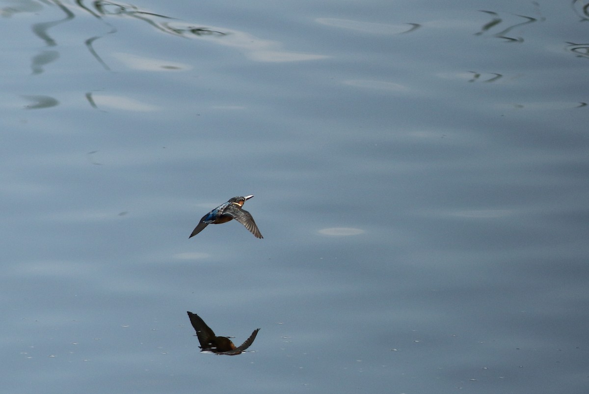 Common Kingfisher - Sérgio Correia