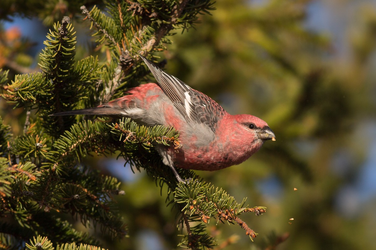 Pine Grosbeak - Tom Auer