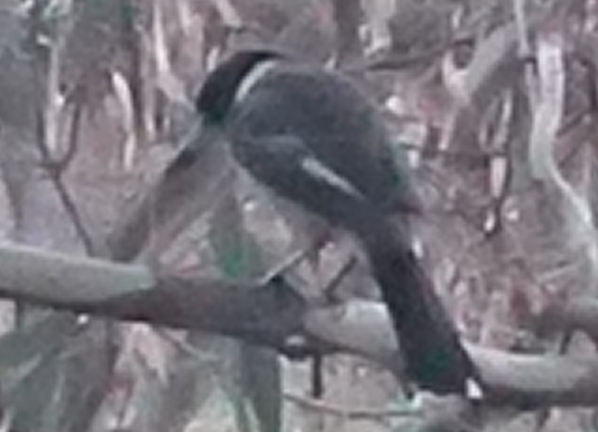 Gray Butcherbird - ML121236991