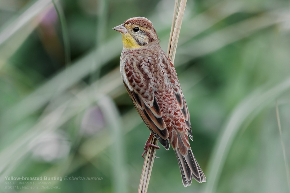 Yellow-breasted Bunting - ML121238201