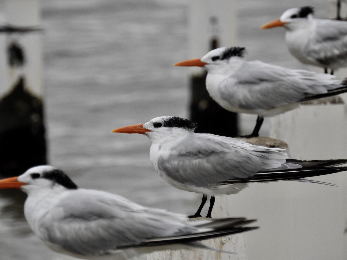 Royal Tern - Jane Crawford