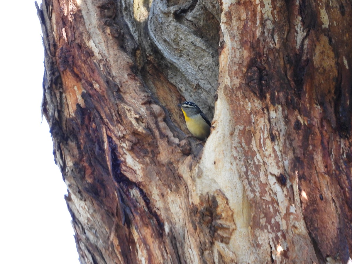 Pardalote Moteado - ML121242661