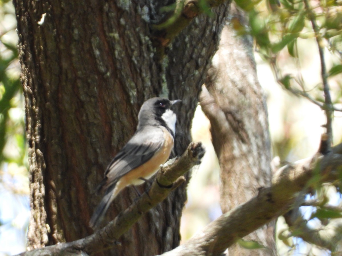 Rufous Whistler - ML121243201