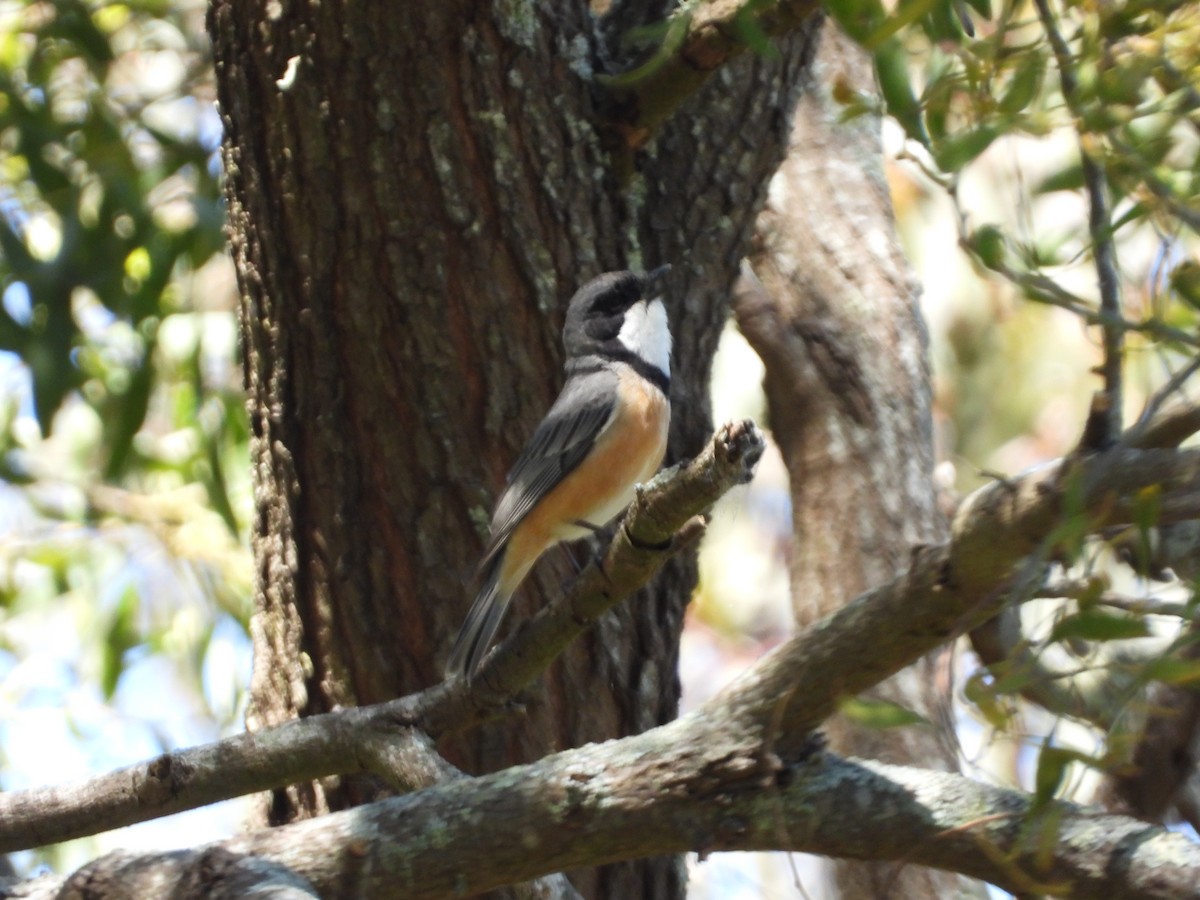 Rufous Whistler - ML121243231