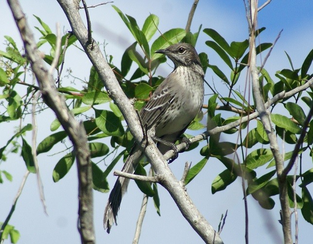 Bahama Mockingbird - ML121243321