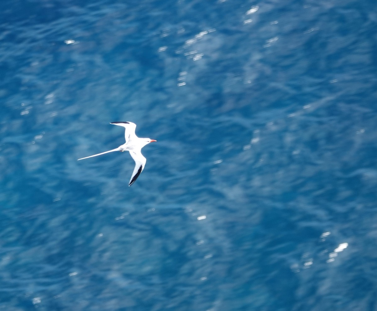 Red-billed Tropicbird - ML121245361