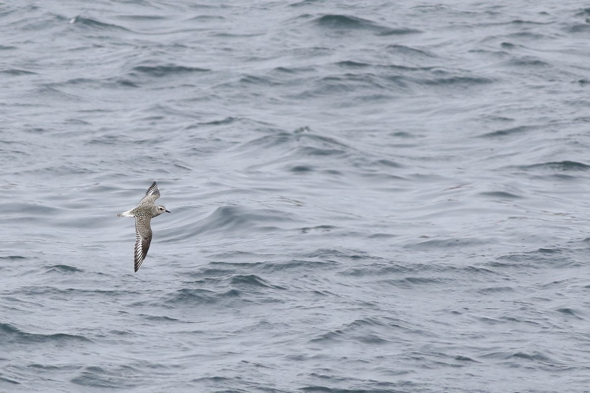 Black-bellied Plover - ML121245531