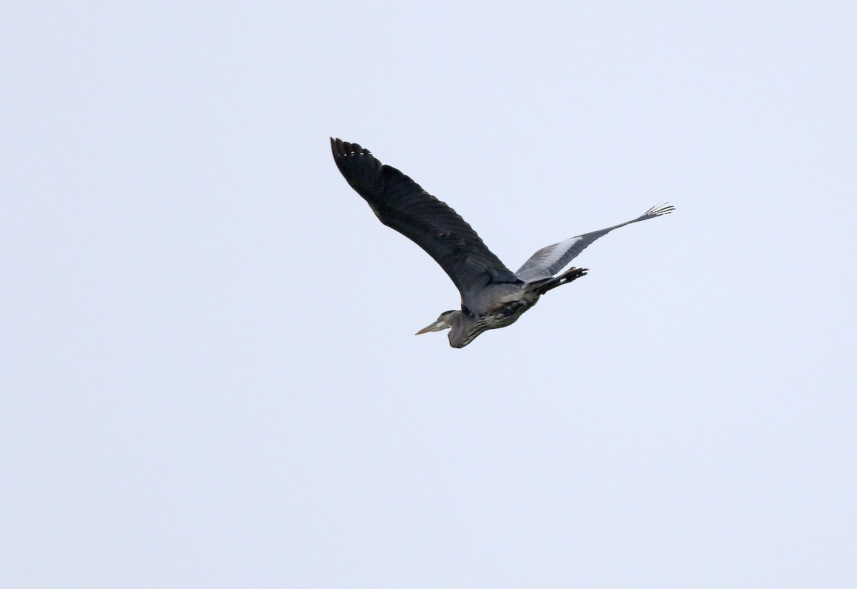 Great Blue Heron (Great Blue) - ML121246041