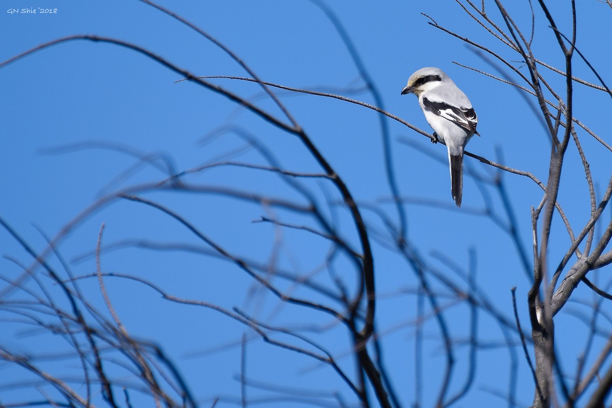 Chinese Gray Shrike - ML121246771