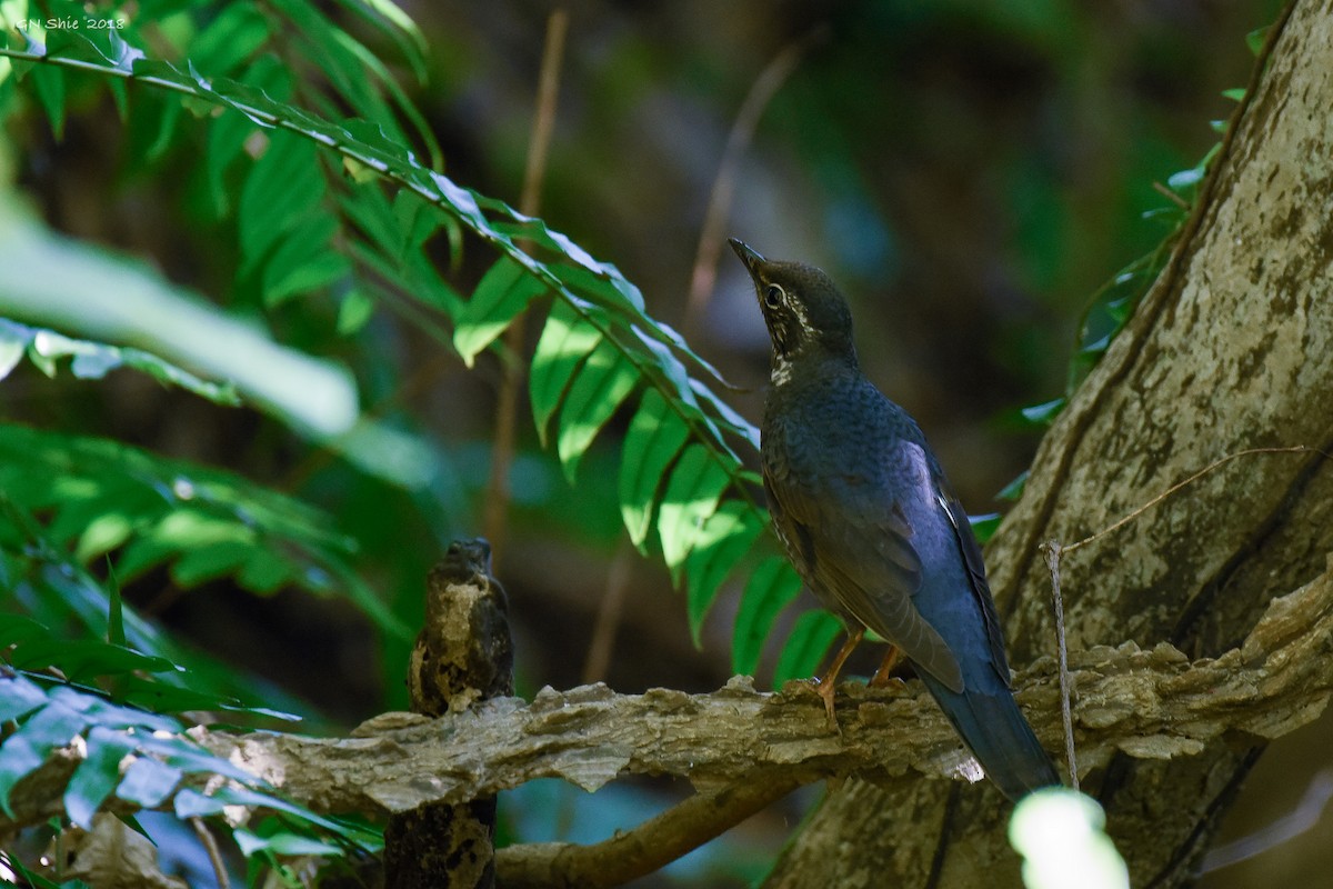 Siberian Thrush - ML121247111