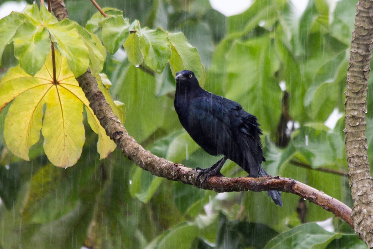 Great-tailed Grackle - ML121247501