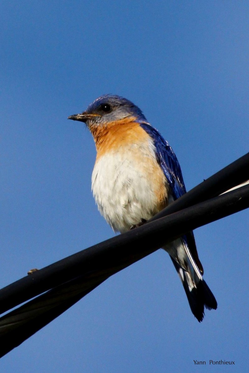 Eastern Bluebird - ML121248071