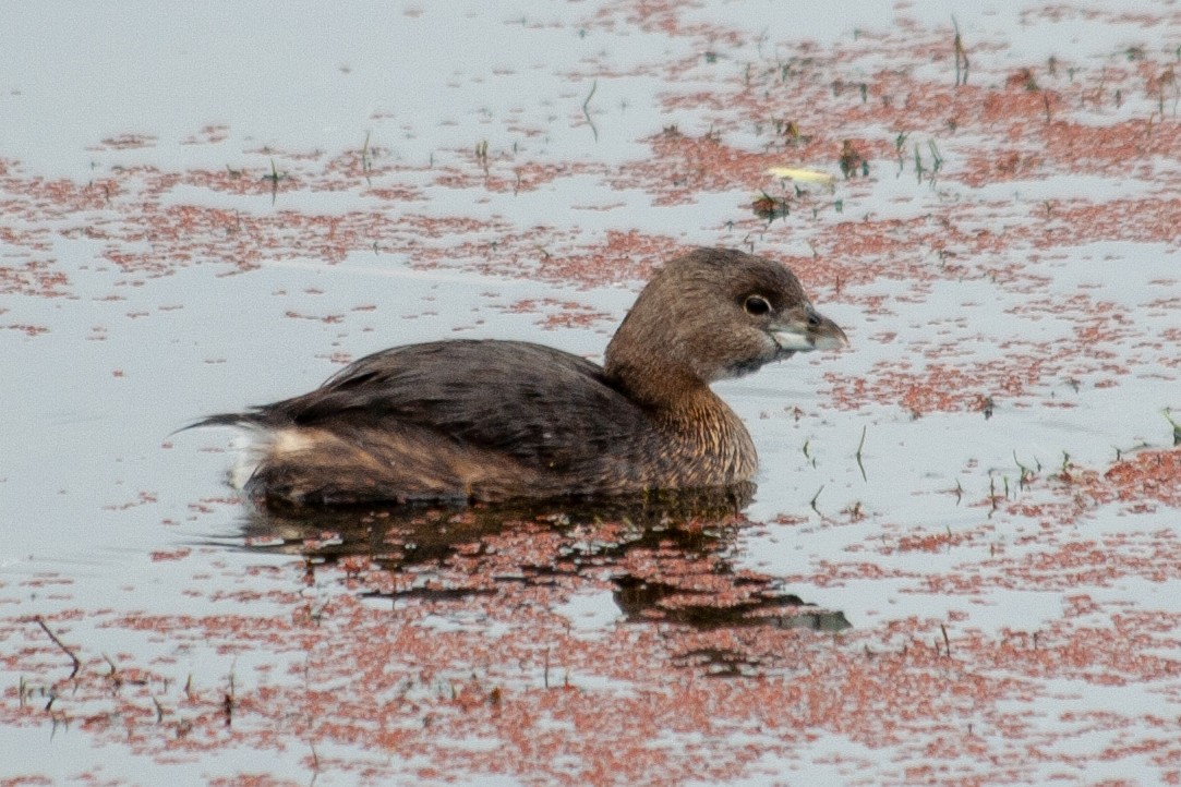 Pied-billed Grebe - Will Chatfield-Taylor