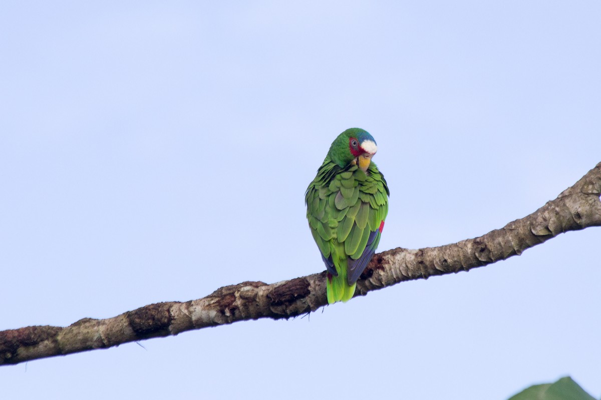 Amazona Frentialba - ML121248431