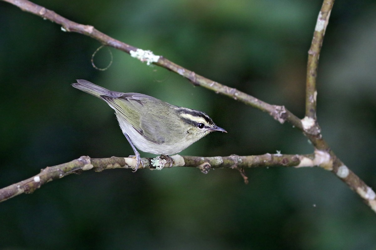 Mountain Leaf Warbler - ML121248661