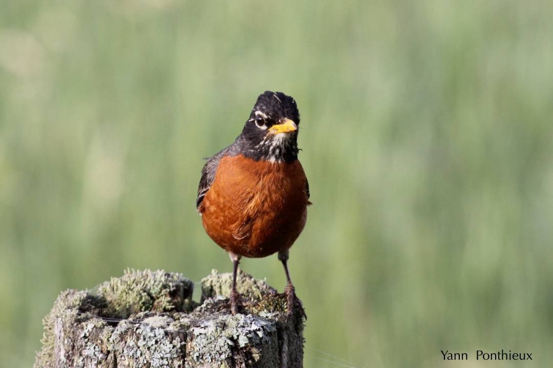 American Robin - Yann Ponthieux