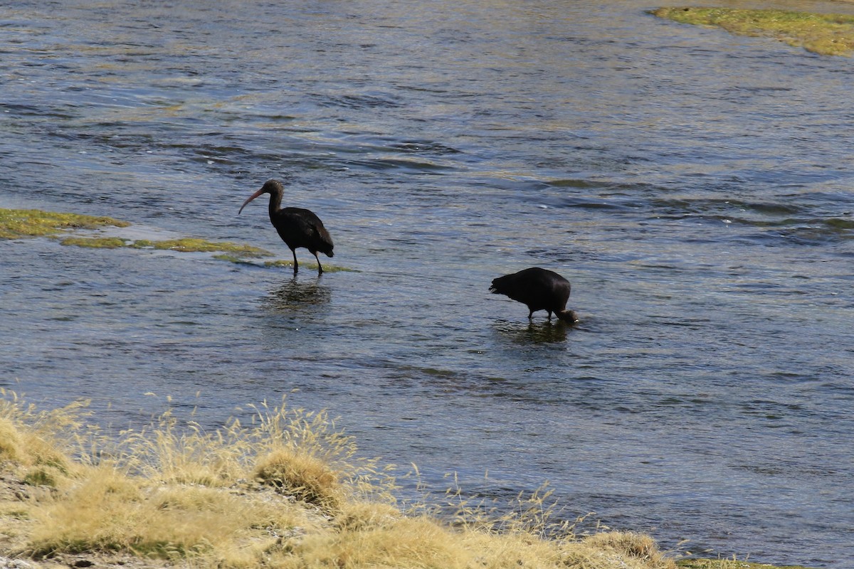 Puna Ibis - ML121249311