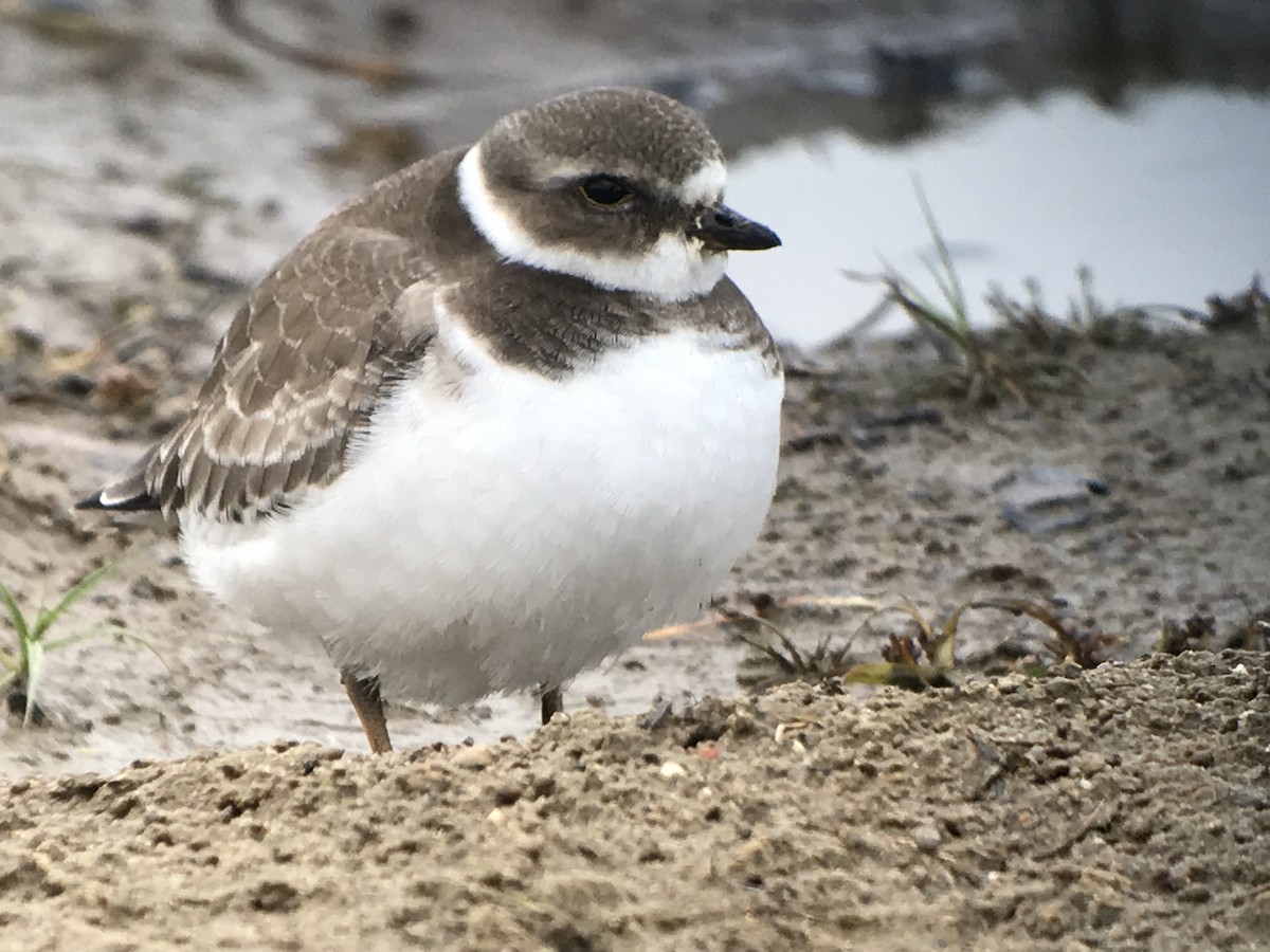 Semipalmated Plover - ML121249391