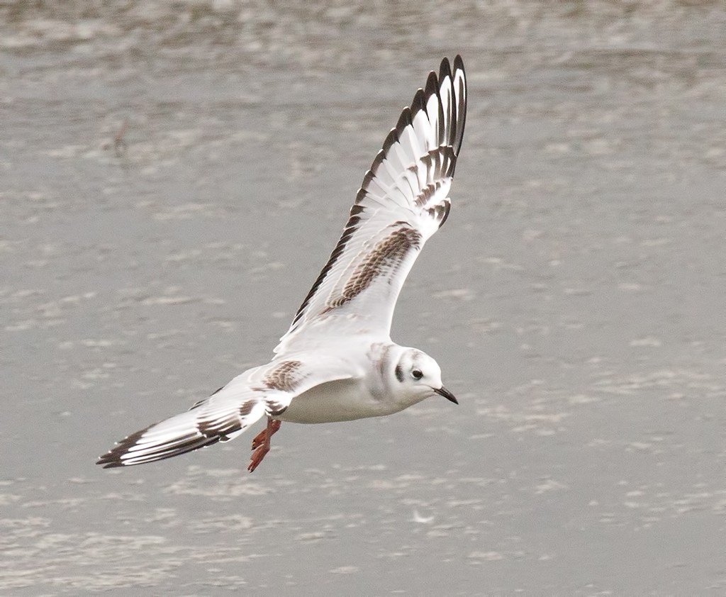 Bonaparte's Gull - Curtis Dykstra