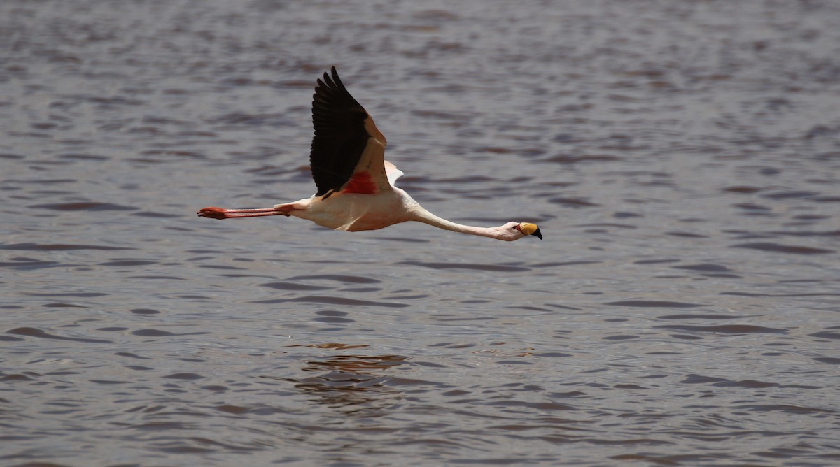 James's Flamingo - Denis Tétreault