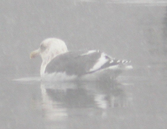 Slaty-backed Gull - Bruce Fall