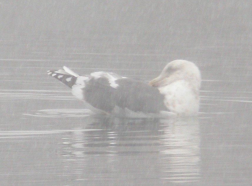 Slaty-backed Gull - Bruce Fall