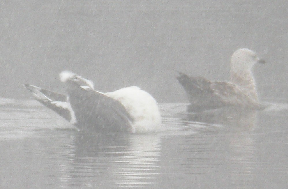 Slaty-backed Gull - Bruce Fall