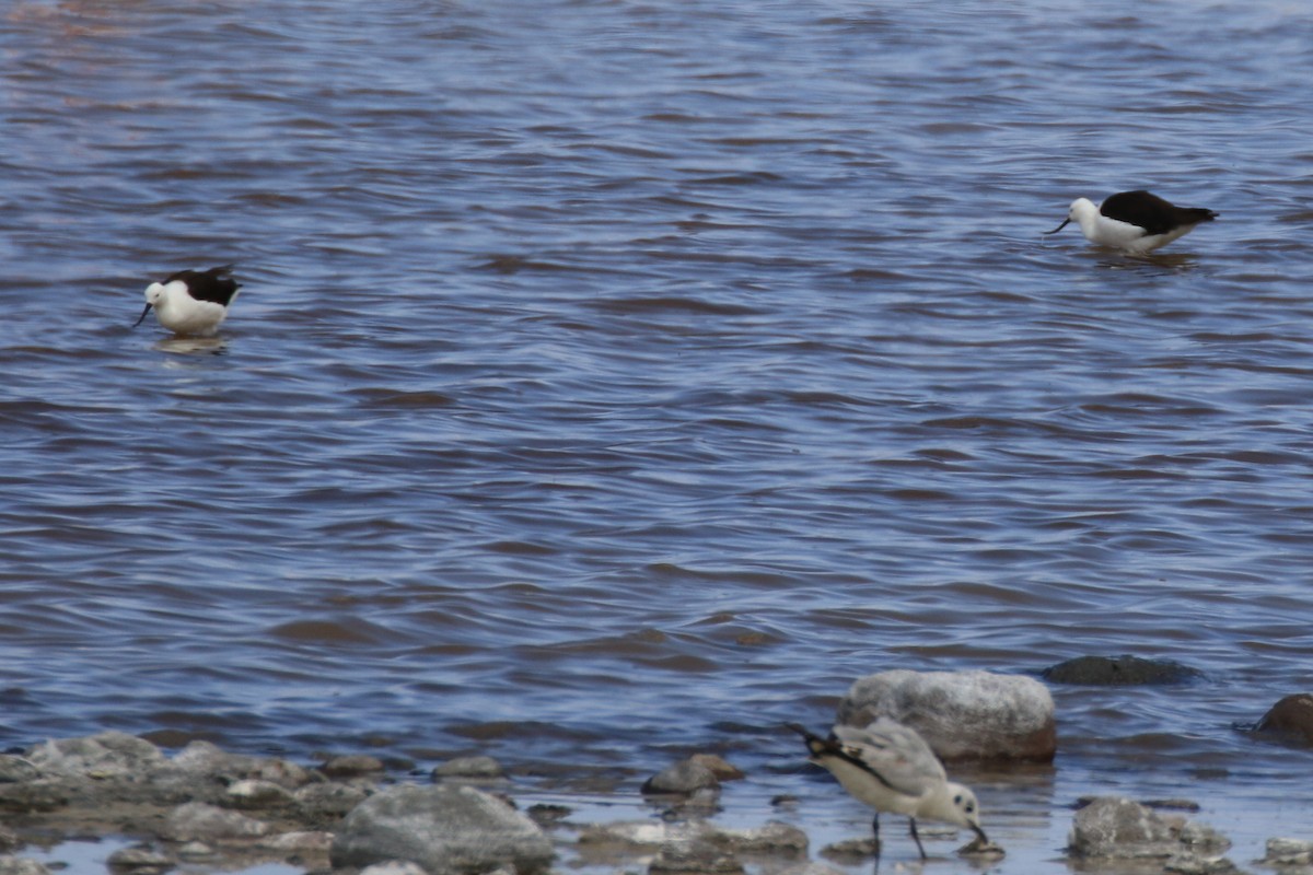 Andean Avocet - ML121250251